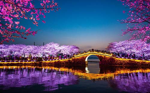 2023無(wú)錫黿頭渚夜櫻開(kāi)放時(shí)間及門(mén)票價(jià)格