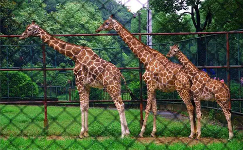 2023蘇州動物園免費(fèi)開放日怎么預(yù)約(時間+入口+人數(shù))