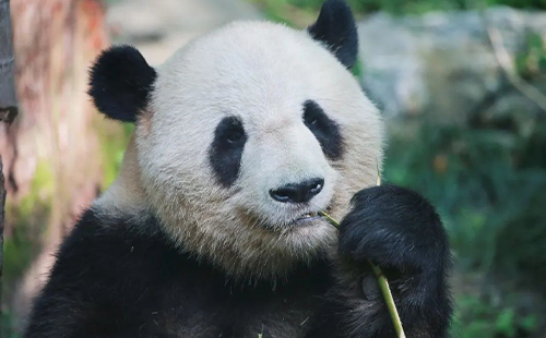 2023上海動物園開放時間及門票價格(最新)