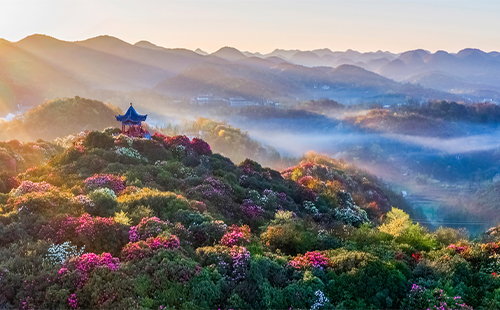 畢節(jié)百里杜鵑幾月份去好 畢節(jié)杜鵑花最佳觀賞時(shí)間2024