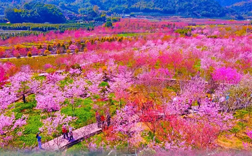 玉潭櫻花谷開放時(shí)間和門票價(jià)格2025