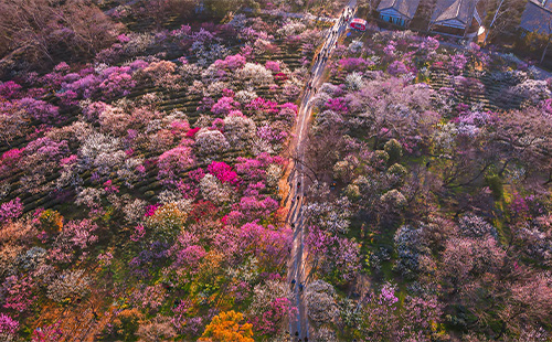 南京梅花山的梅花開了嗎2025(最佳觀賞時(shí)間+門票價(jià)格)