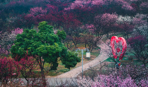 無錫梅園梅花什么時(shí)候開2025最佳觀賞時(shí)間
