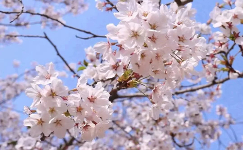 大連龍王塘櫻花開放時(shí)間2025(最佳觀賞時(shí)間+門票價(jià)格)