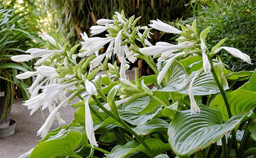 武漢植物園藏上萬種瀕危植物 盼早日回到大自然