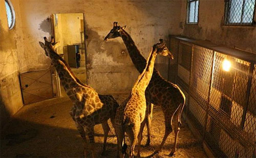 武漢動(dòng)物園開(kāi)啟供暖模式