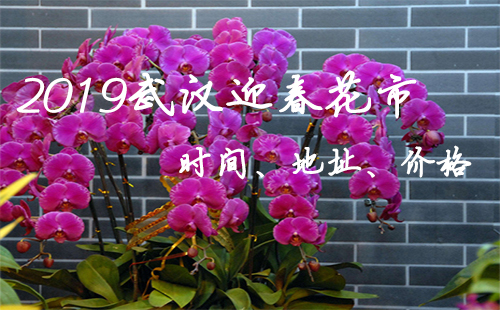 2019武漢迎春花市時間 2019武漢迎春花市地址（價格）