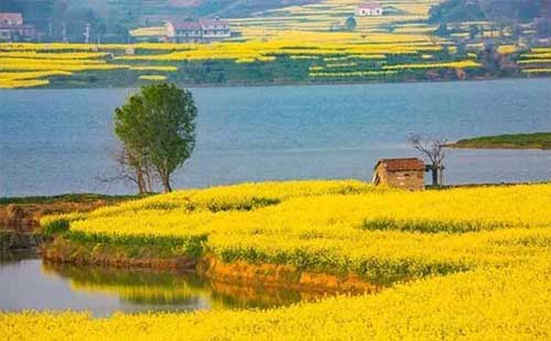 武穴看油菜花攻略 武穴油菜花什么時(shí)候開