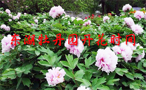 東湖牡丹園開花時間 東湖牡丹園門票（2019開放時間）
