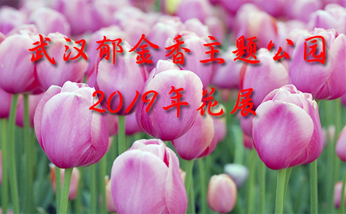 武漢郁金香主題公園2019年花展（地址+門票價格+怎么走+花期）