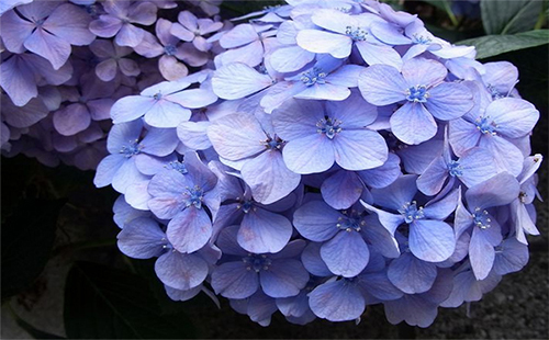 2019武漢端午節(jié)賞花攻略（花期+地點(diǎn)）