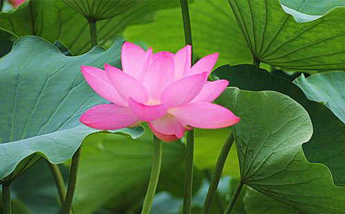 武漢哪里可以看荷花（地點(diǎn)+門票信息）