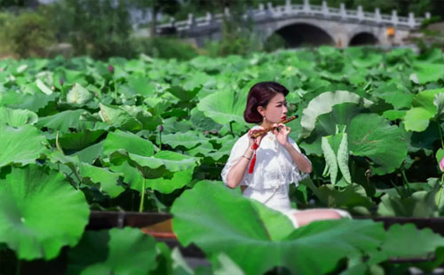 武漢荷花節(jié)2019蔡甸分會場在哪(蔡甸荷花節(jié)怎么去)