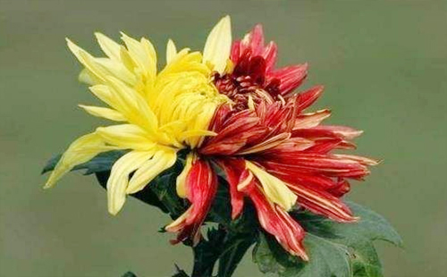 武漢植物園7月免費菊花苗在哪里領(lǐng)?。ㄙ?000盆）