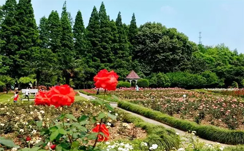 武漢適合文青去的花木園林市場(chǎng)推薦