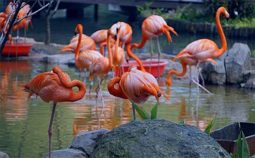 2019武漢動物園國慶節(jié)活動（時(shí)間及地點(diǎn)）