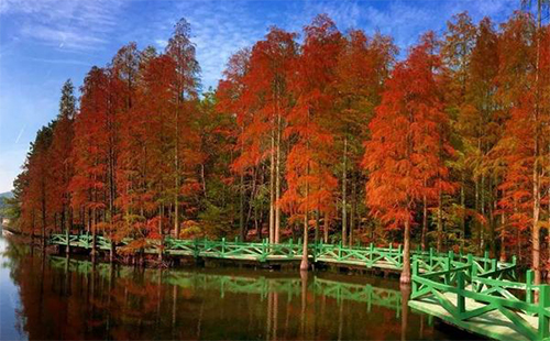 9月26日起蔡甸區(qū)部分景點(diǎn)門(mén)票免費(fèi)（金龍水寨+九真山+花博匯）