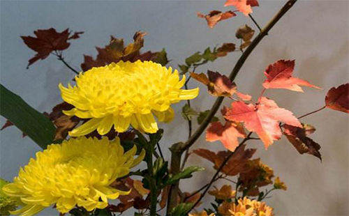 2019武漢金秋菊展插花花藝大賽比賽時間及地點