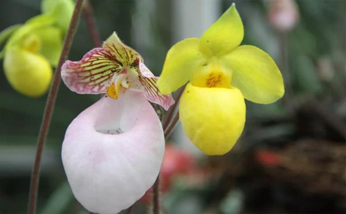 2020武漢植物園蘭花展時(shí)間地點(diǎn)（門票價(jià)格）