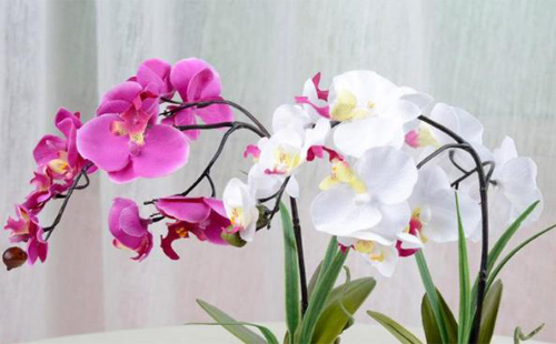 家里春節(jié)適合買什么花好2020 買花注意事項(xiàng)