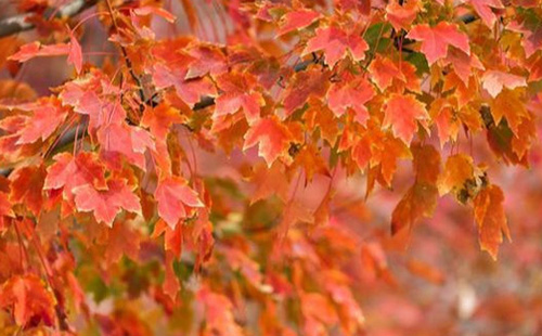 文華學(xué)院紅楓節(jié)時間2020