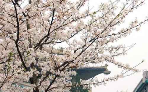 武大櫻花節(jié)什么時(shí)候開始2021