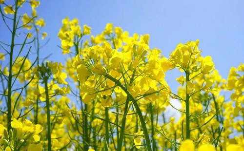 華中農(nóng)業(yè)大學(xué)油菜花什么時(shí)候開2021