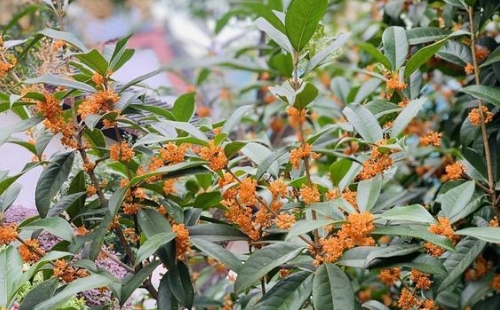 武漢青山區(qū)桂花觀賞地點(diǎn)推薦2021
