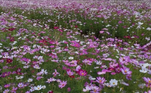 武漢江灣體育公園波斯菊花?；ㄆ诩拔恢?></a>
                       <p><em>武漢江灣體育公園波斯菊花海花期及位置</em></p>
                   </li>
                                    </ul>
            </span>
        </div>
        <div   id=