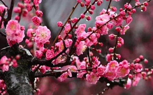 武漢春節(jié)有什么好玩的地方值得推薦