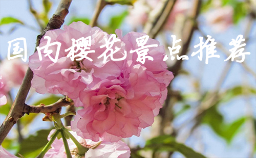 國內(nèi)櫻花景點推薦2019 國內(nèi)櫻花哪里最好看