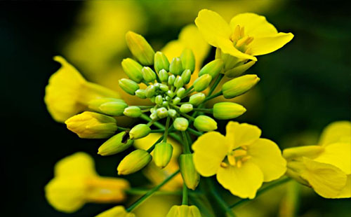 2019年荊門油菜花節(jié)時(shí)間、地點(diǎn)、路線