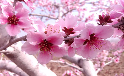 恩施建始縣第二屆桃花節(jié)2019（舉辦時(shí)間+地點(diǎn)+認(rèn)購政策）