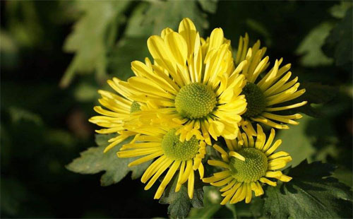 武漢植物園3000盆花卉免費(fèi)送