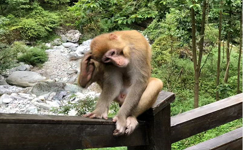 2019卓爾文旅神農(nóng)架獼猴樂園正式開園