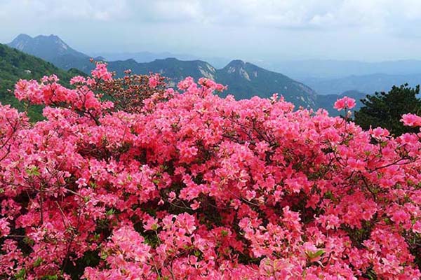 英山天馬寨怎么樣(地址+交通+開放時(shí)間)