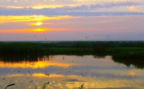 武漢蔡甸區(qū)沉湖濕地觀鳥時間