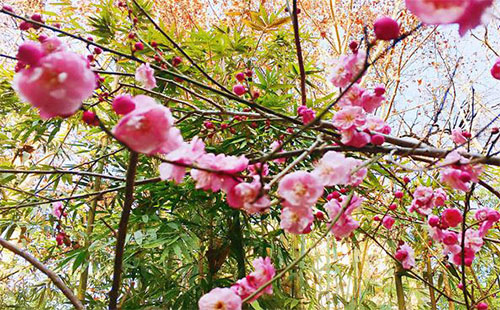 十堰市人民公園動(dòng)物園門票多少錢_開放時(shí)間幾點(diǎn)