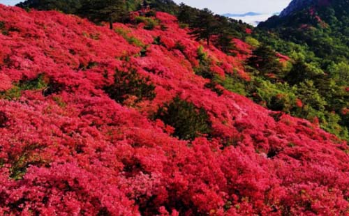 2020龜峰山杜鵑花什么時(shí)候開（交通指南+門票政策）