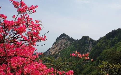 2020麻城龜峰山杜鵑花開(kāi)放時(shí)間_門票價(jià)格_游玩攻略