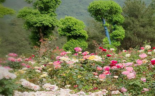 秦巴生態(tài)植物園門票免費(fèi) 閉園整改時(shí)間2020