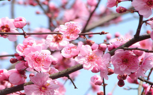 長(zhǎng)沙梅花什么時(shí)候開2021（附最佳觀賞地）
