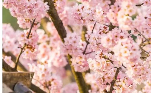 孝感金卉莊園櫻花開(kāi)了嗎2021 （花期+交通指南）