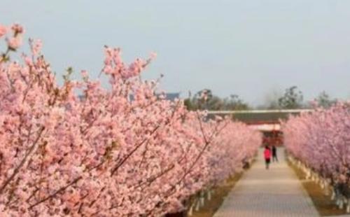 宜昌同心花海門(mén)票多少錢(qián)2021（門(mén)票價(jià)格+交通指南）