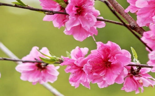 長沙桃花什么時(shí)候開放（附賞花勝地）