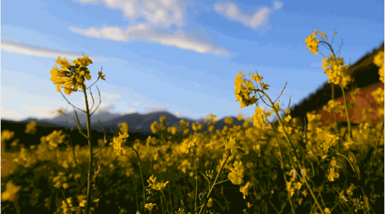 2021年湖北荊門沙洋油菜花節(jié)3月中旬開幕