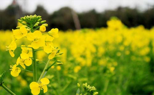 2021年湖北沙洋油菜花什么時(shí)候開