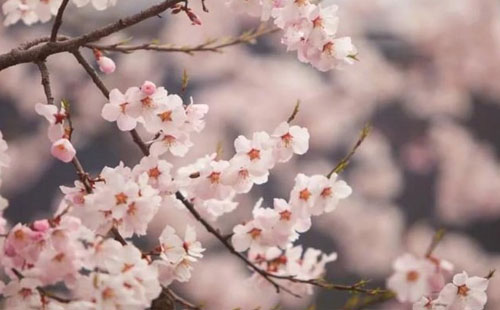 荊州桃花什么時(shí)候開 哪里可以看
