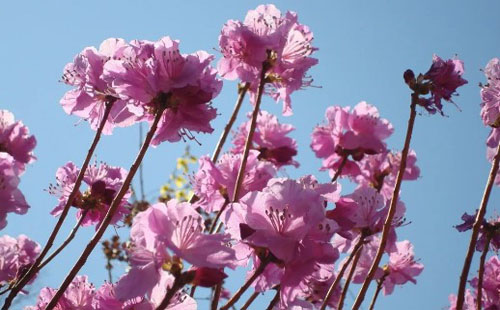 恩施杜鵑花什么時(shí)候開(kāi) 在哪兒