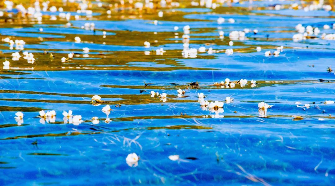 2021年瀘沽湖水性楊花開了嗎